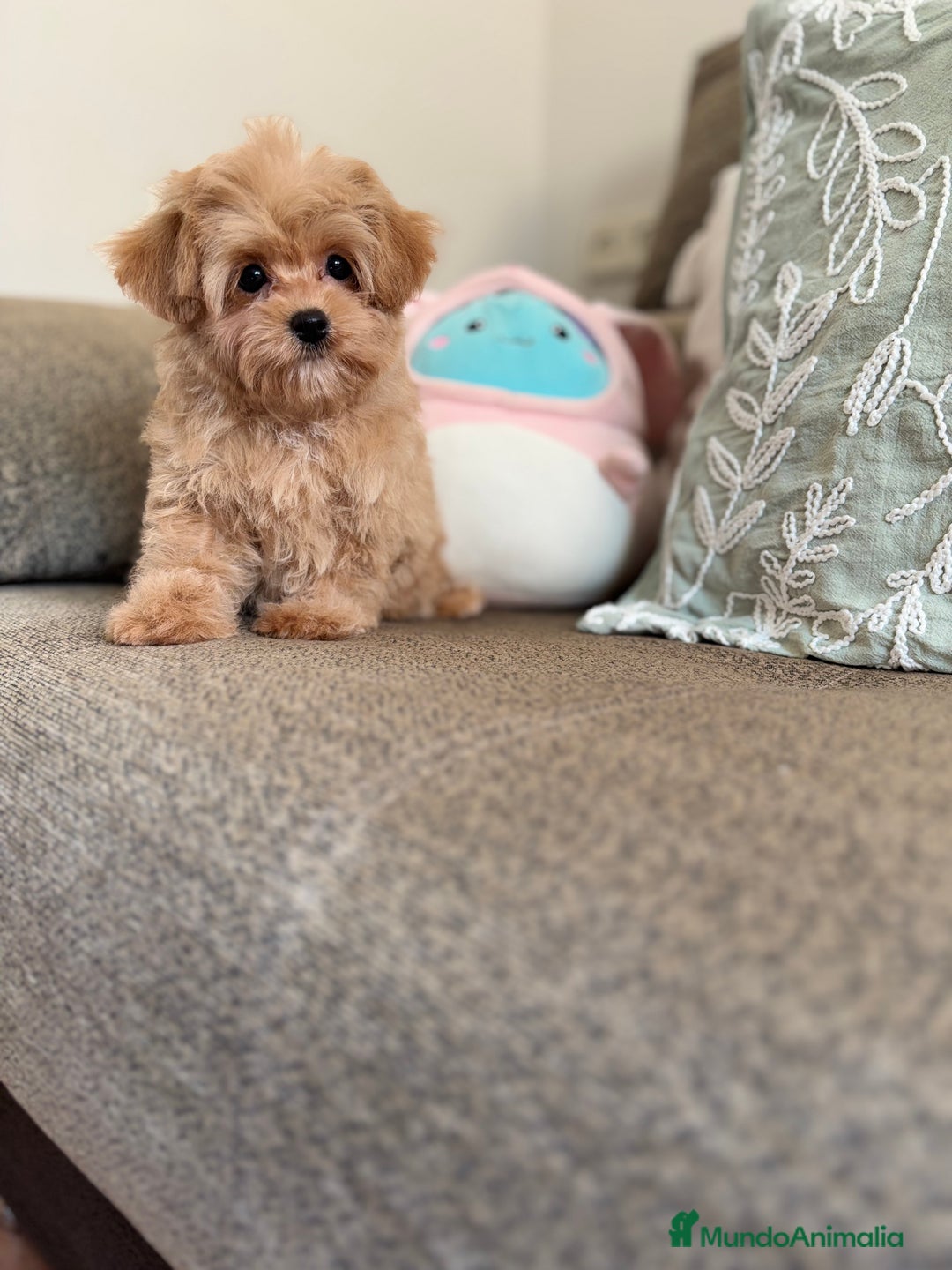 Maltipoo perros en venta: Maltipoo  - Imagen 9