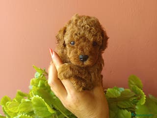 Caniche Toy perros Caniche rojo toy - Anuncio 12