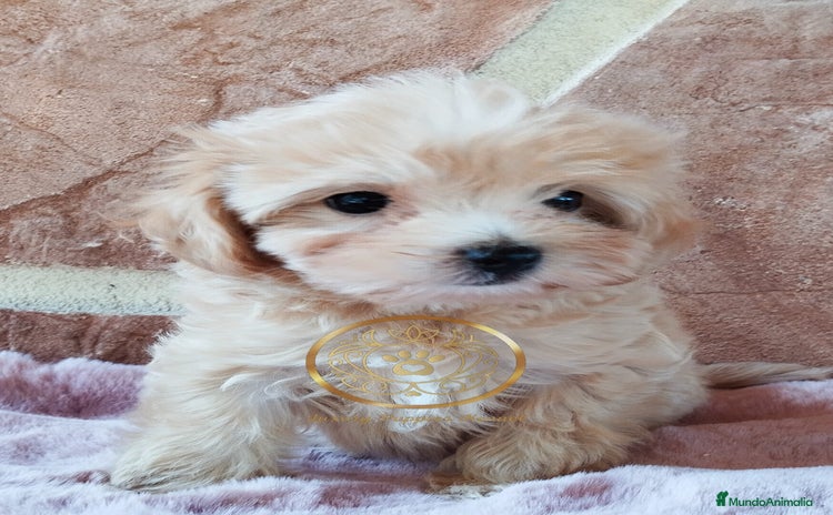 Maltipoo perros - Anuncio 3