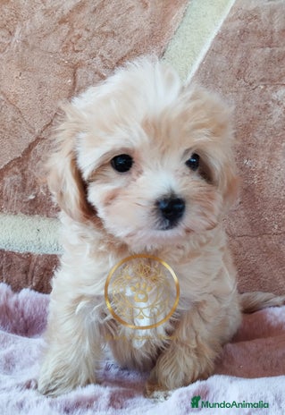 Maltipoo perros - Anuncio 3