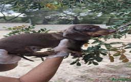 Teckel Miniatura perros en venta: Teckels  - Imagen 4
