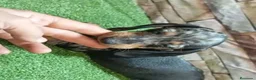 Teckel Miniatura perros en venta: TECKEL MINI ARLEQUIN - Anuncio 4