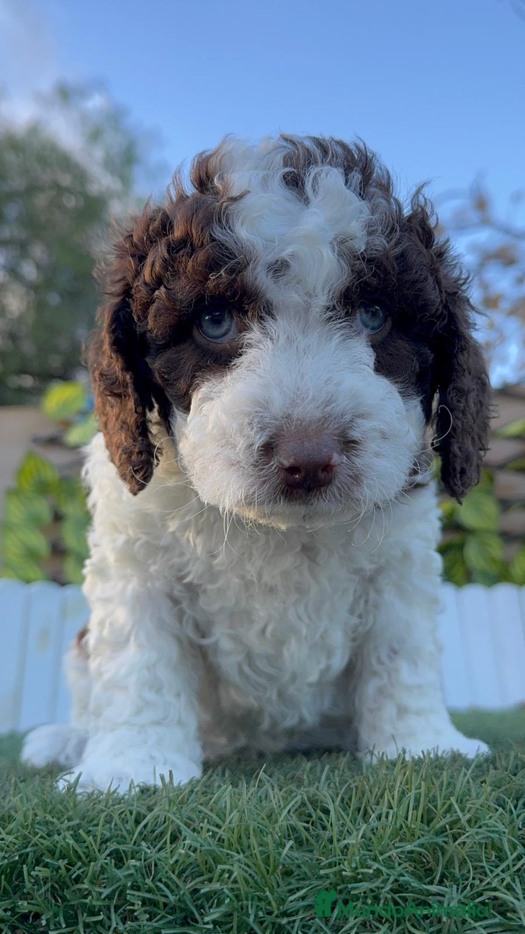 Perro de Agua Español perros en venta: PERRO DE AGUA ESPAÑOL - Anuncio 2