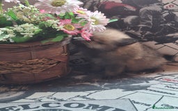 Pomerania perros en venta: Pomerania enano Rojo - Imagen 2
