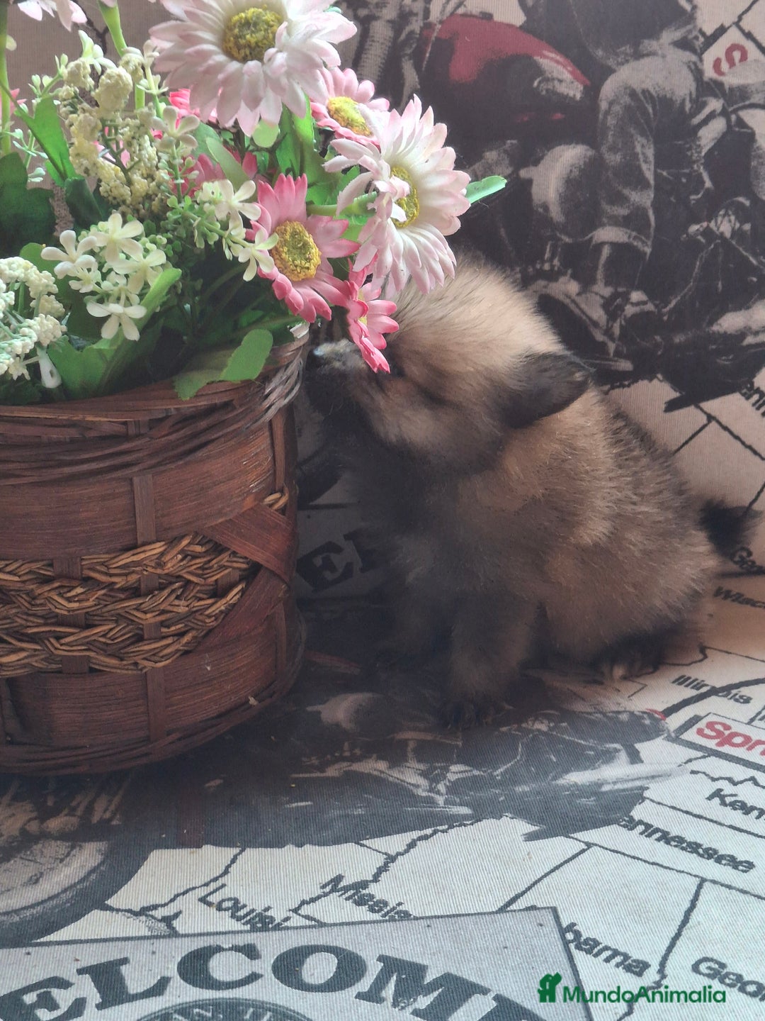 Pomerania perros en venta: Pomerania enano Rojo - Imagen 2
