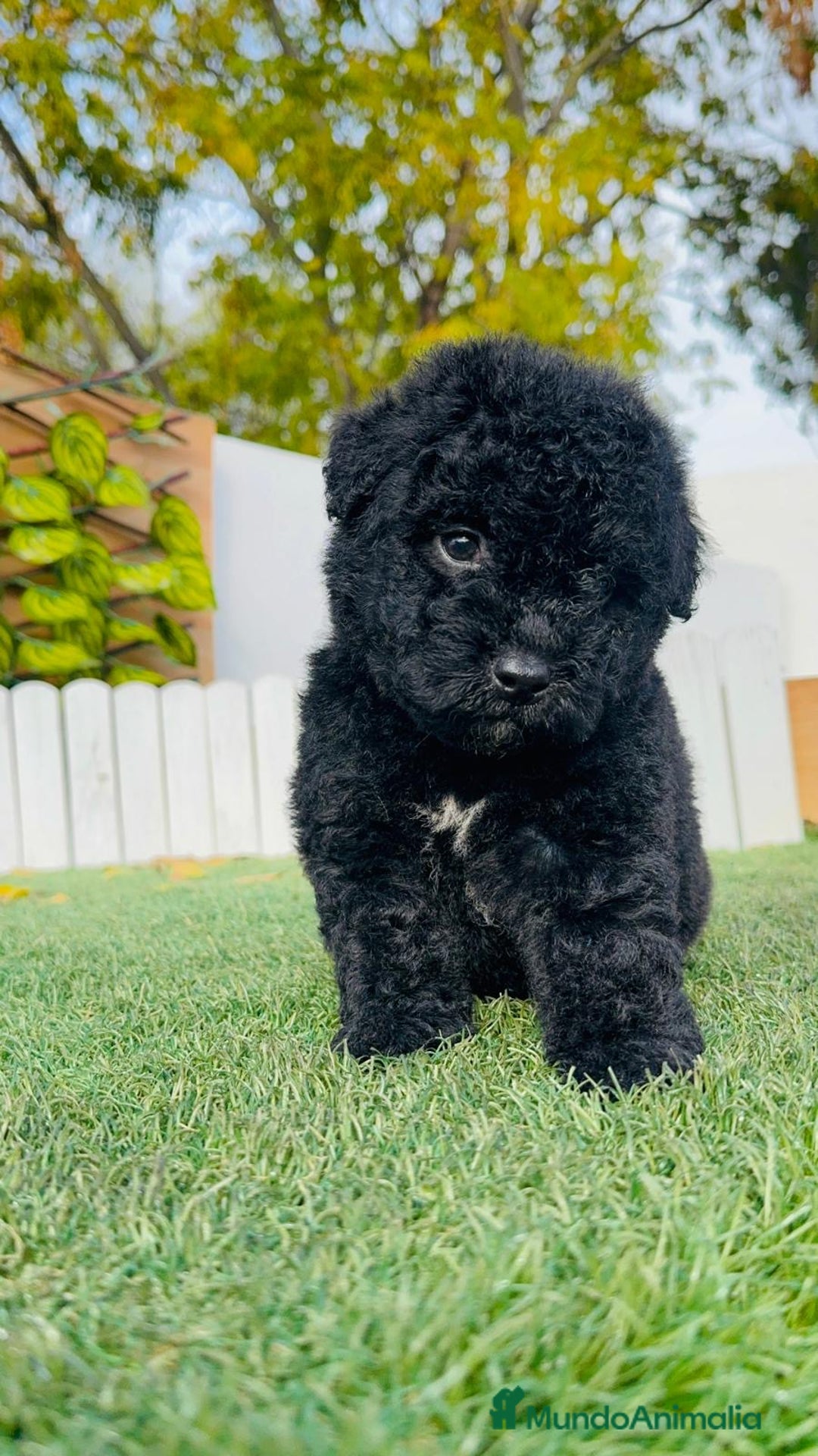 Perro de Agua Español perros en venta: PERRO DE AGUA  - Anuncio 1