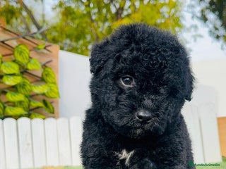 Perro de Agua Español perros PERRO DE AGUA - Anuncio 1