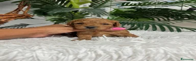 Caniche Toy 2