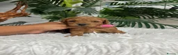 Caniche Toy perros en venta: CANICHE TOY  - Anuncio 15