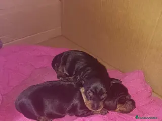 Teckel Miniatura perros Teckels Mini - Anuncio 22