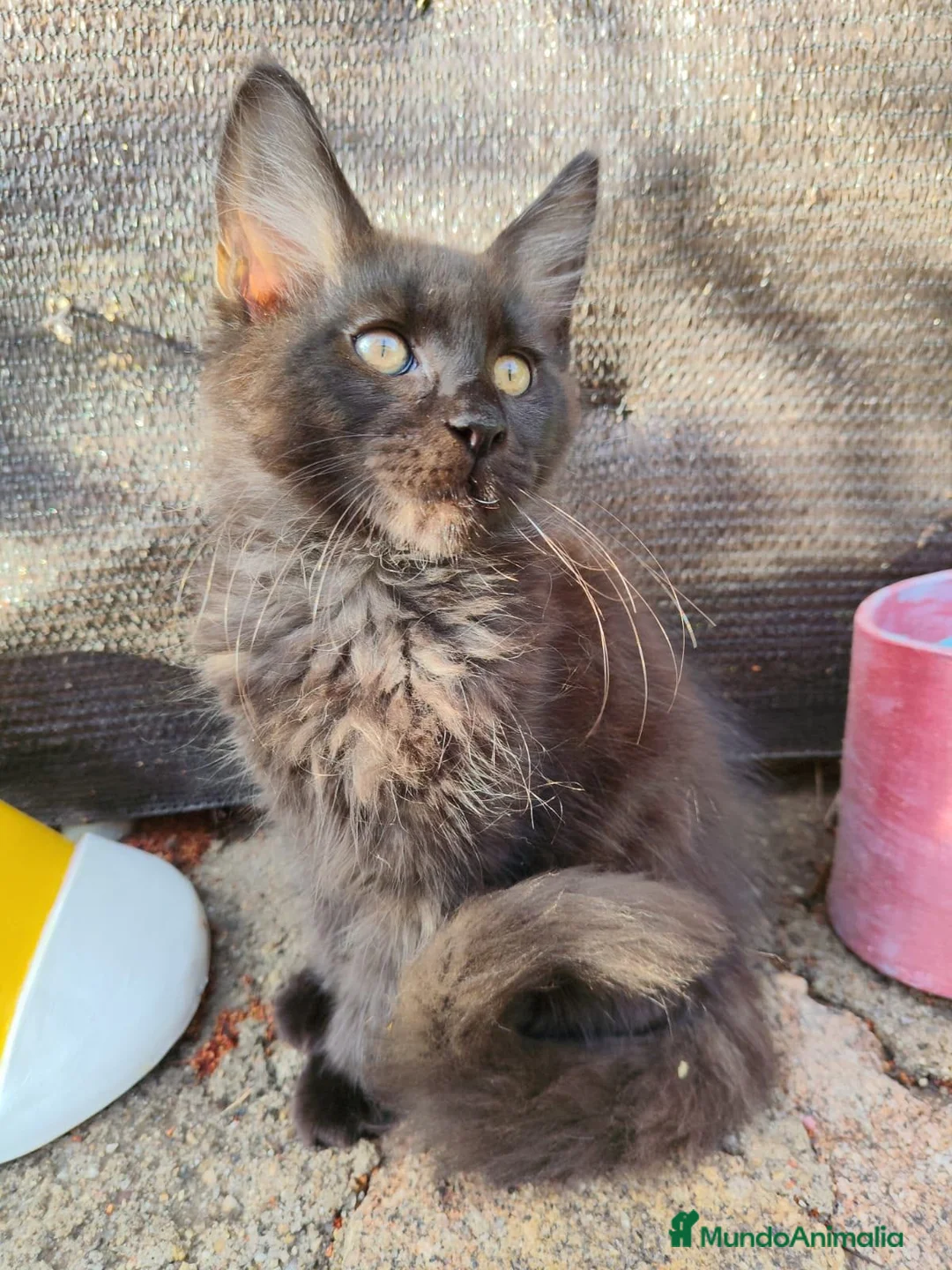 Maine Coon gatos en venta: Macho maine coon macho negro chocolate  - Anuncio 1