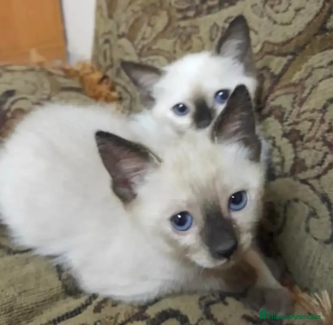 Siamés gatos en venta: GATITOS SIAMESES - Anuncio 1