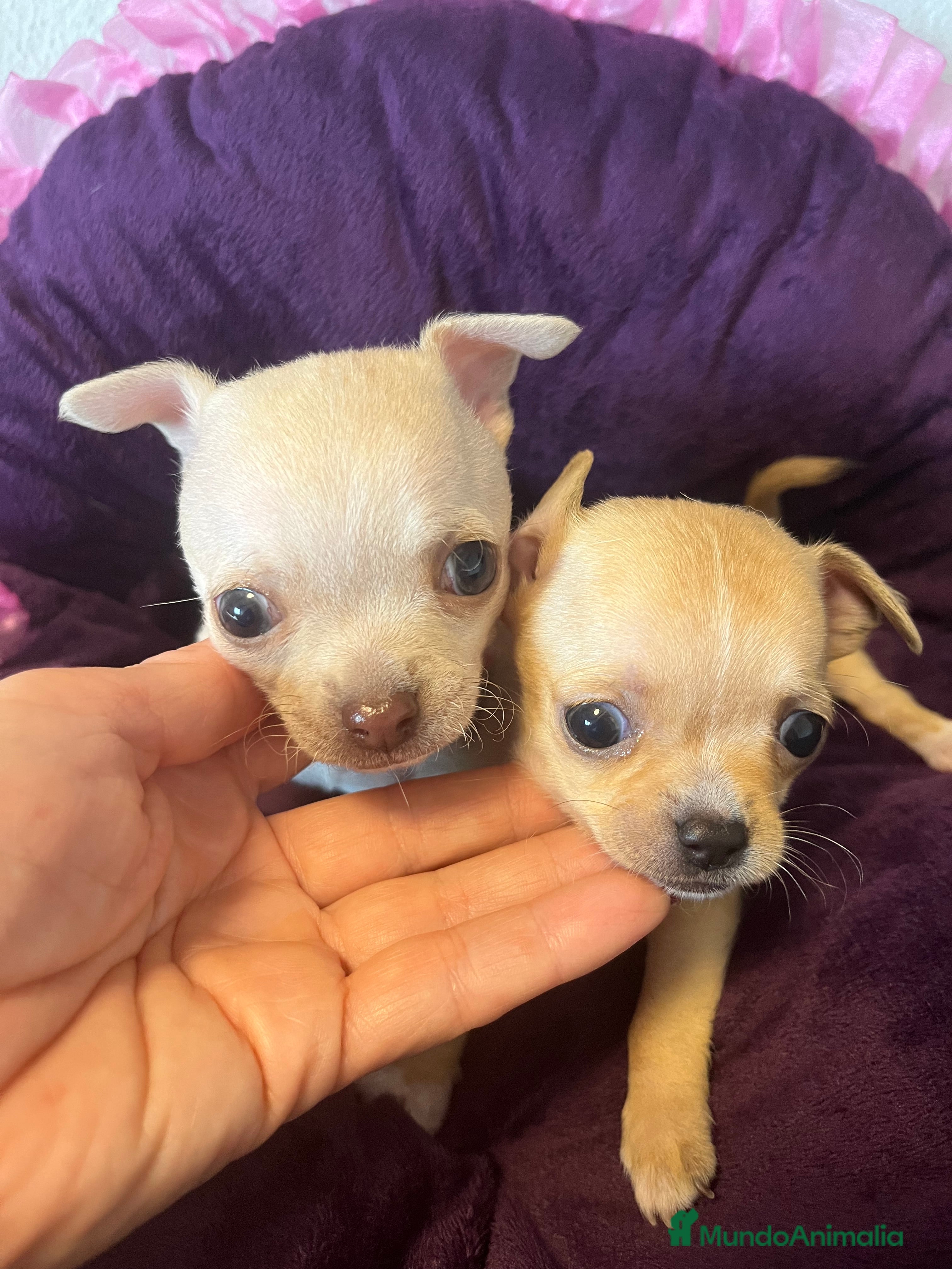 Chihuahua perros Chihuahuas minis  - Anuncio 16