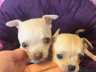 Chihuahua perros Chihuahuas minis - Anuncio 10