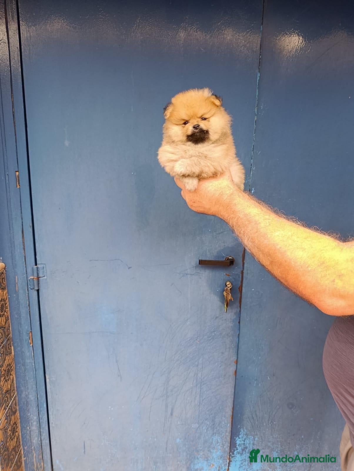 Pomerania perros Macho pomerania osito - Anuncio 1