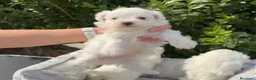 Bichón Maltés perros en venta: CACHORROS BICHON MALTÉS  - Anuncio 2