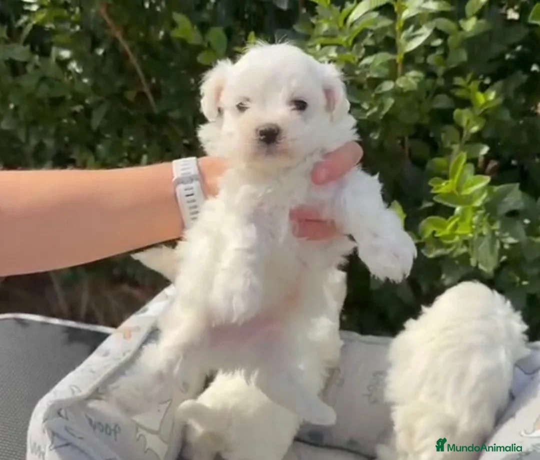 Bichón Maltés perros en venta: CACHORROS BICHON MALTÉS  - Anuncio 2