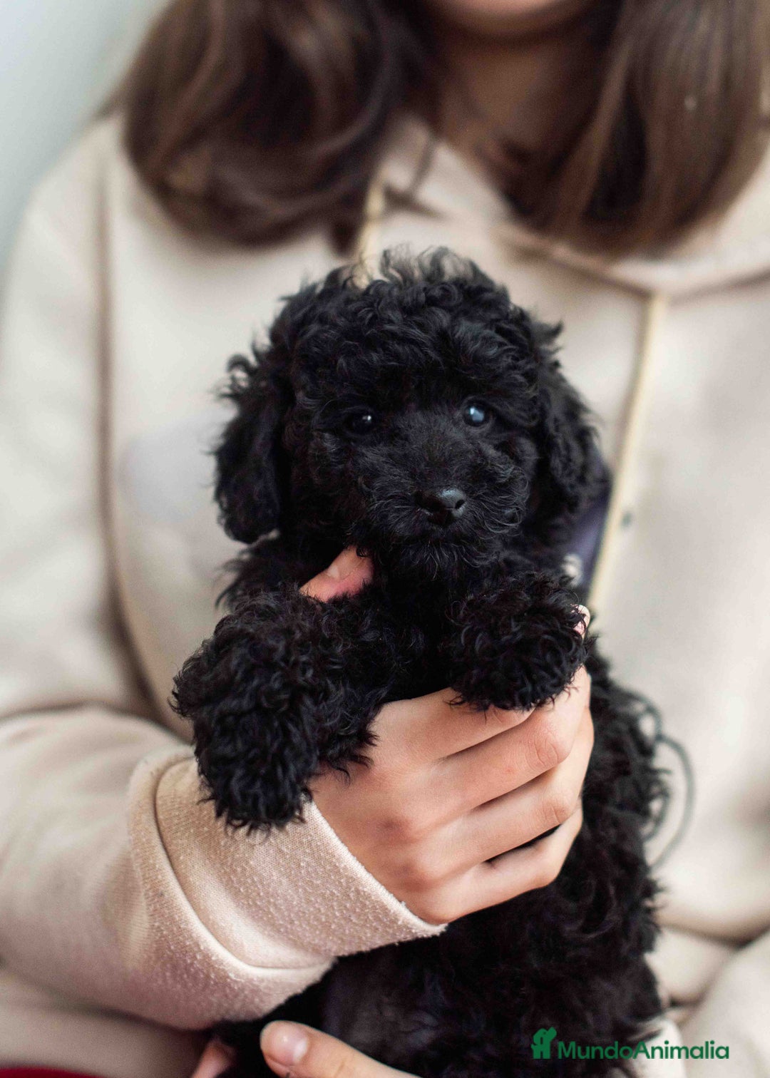 Caniche Toy perros en venta: Caniches negros - Anuncio 22