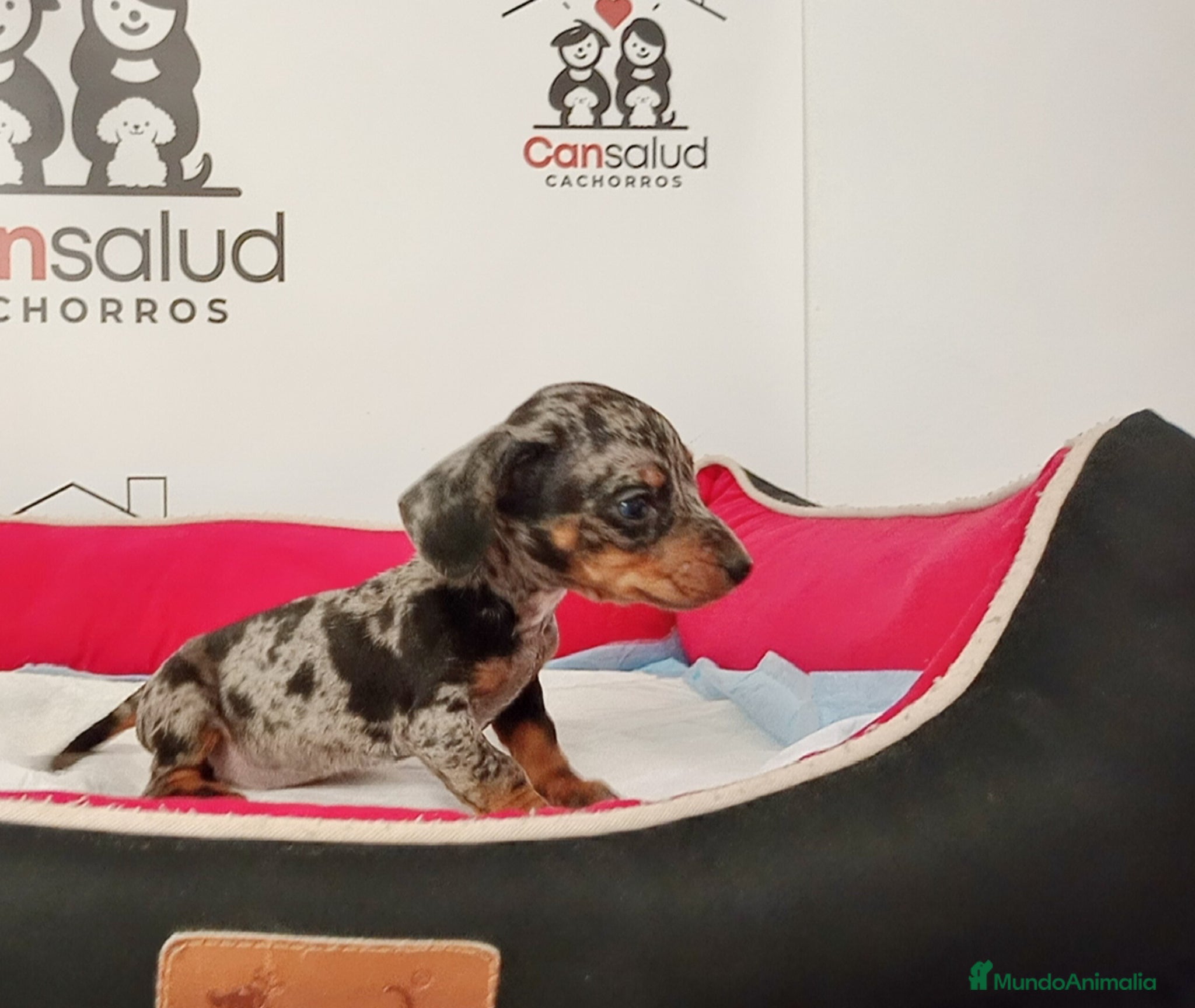 Teckel perros Teckel pequeño - Anuncio 1