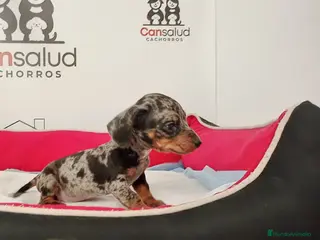 Teckel perros Teckel pequeño - Anuncio 1