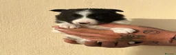 Border Collie perros en venta: Border collie - Anuncio 2