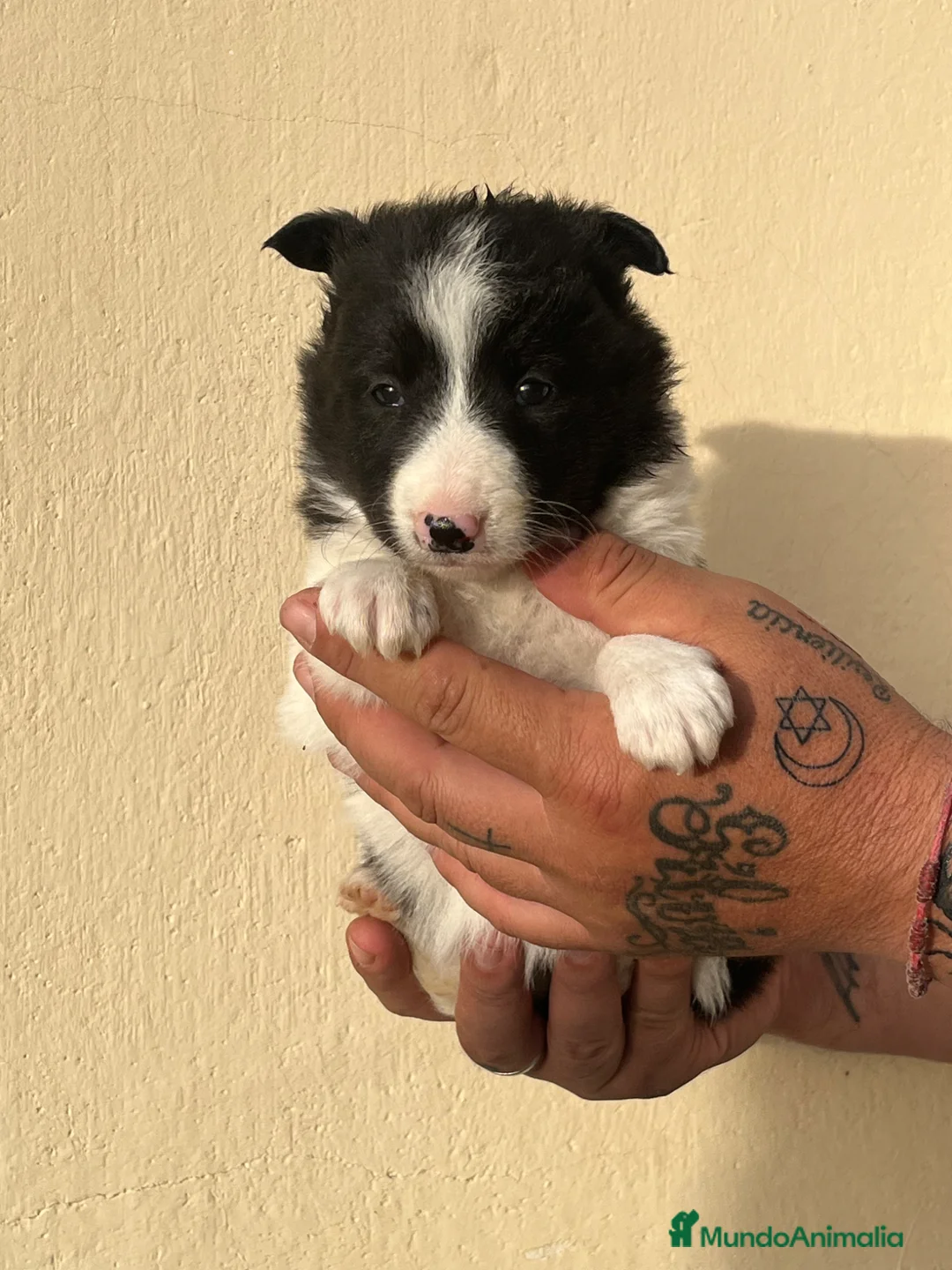 Border Collie perros en venta: Border collie - Anuncio 2