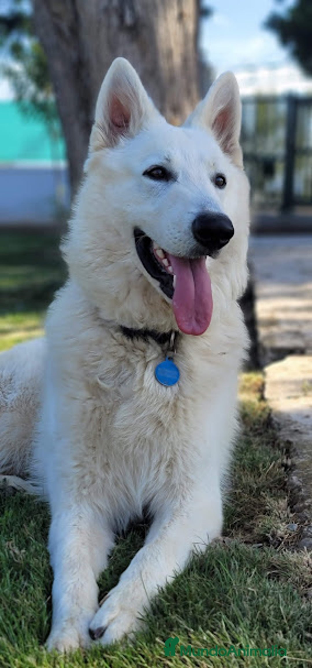 Pastor Blanco Suizo perros en venta: Cachorros de Pastor Blanco Suizo - Imagen 7