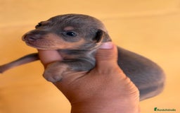 Pinscher Miniatura perros en venta: Pinscher miniatura  - Imagen 9