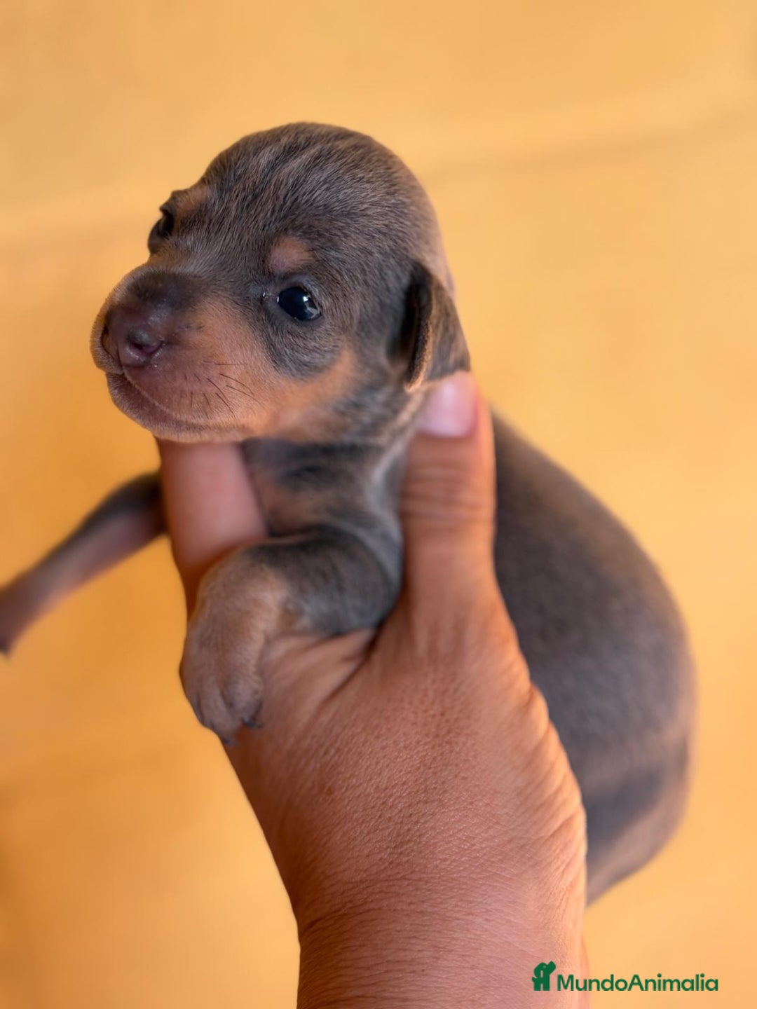 Pinscher Miniatura perros en venta: Pinscher miniatura  - Imagen 9