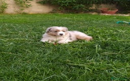 Pastor Australiano perros en venta: Camada de Pastor Australiano  en León - Imagen 6
