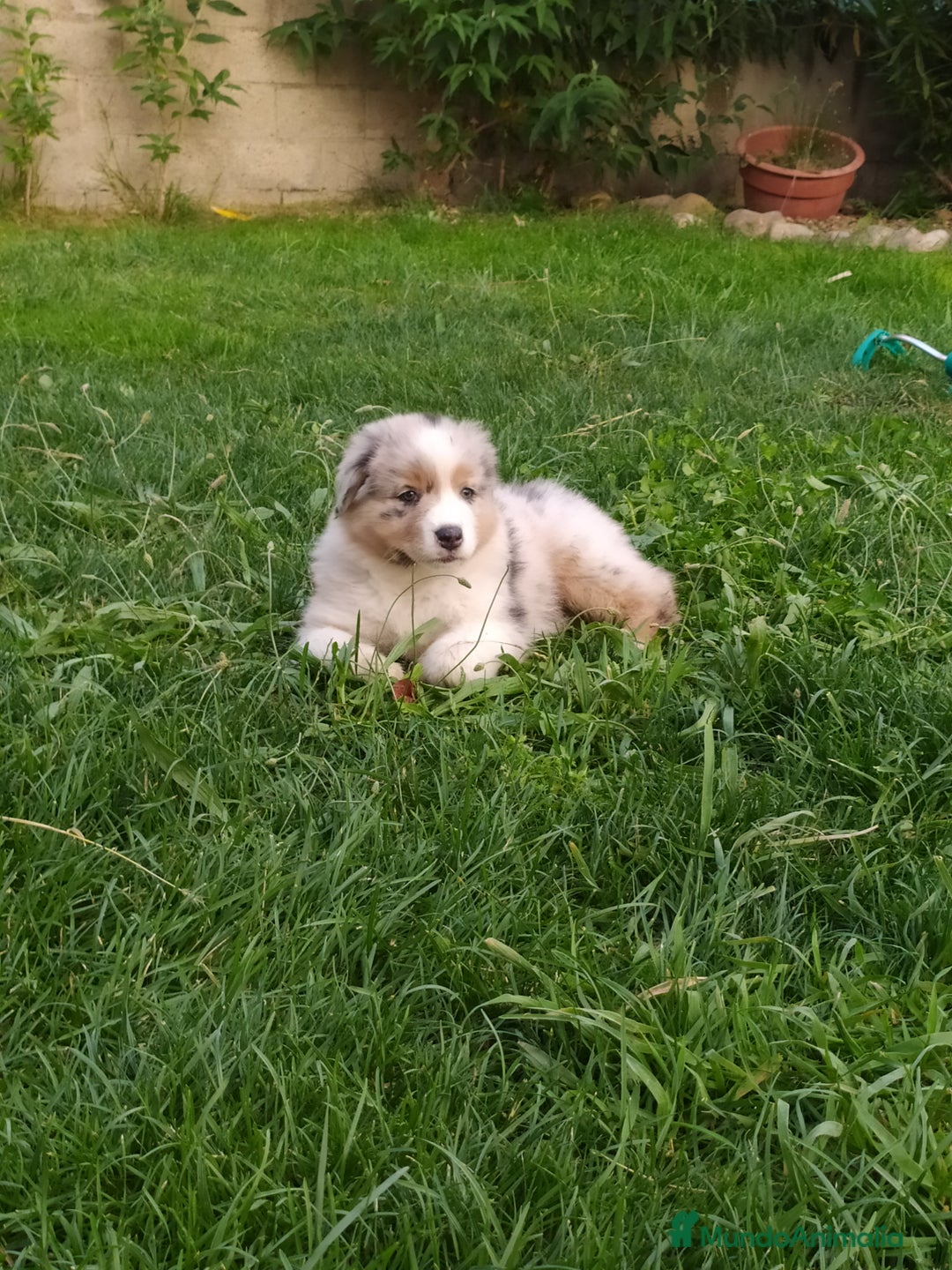 Pastor Australiano perros en venta: Camada de Pastor Australiano  en León - Imagen 6