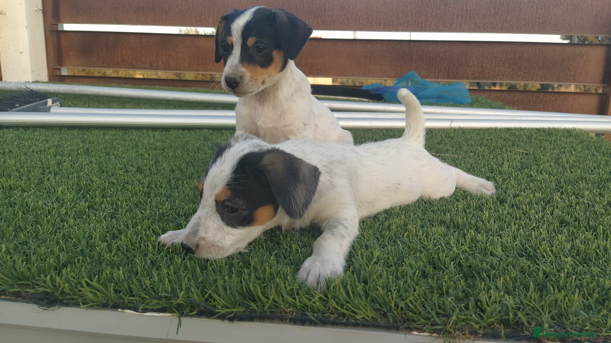 Raza Mixta perros MESTIZOS - Anuncio 1