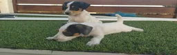Raza Mixta perros en venta: MESTIZOS - Anuncio 1