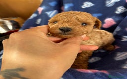 Caniche Toy perros en venta: Caniches mini toy tacita de té  - Imagen 3