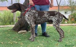 Braco Alemán de Pelo Corto perros en venta: Braco Alemán  - Imagen 7