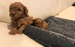 Caniche Toy perros en venta: caniche toy rojo - Imagen 2