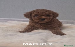 Caniche Toy perros en venta: Asiatico 100% machito TOY TOY - Imagen 1
