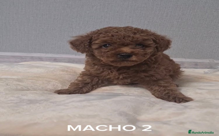 Caniche Toy perros - Anuncio 5