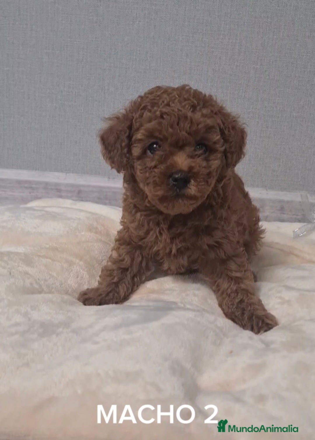Caniche Toy perros en venta: Asiatico 100% machito TOY TOY - Imagen 1