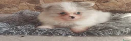 Pomerania perros en venta: Pomeranias Toy Toy - Anuncio 1