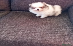 Pomerania perros en venta: Pomerania de Lulú - Imagen 3