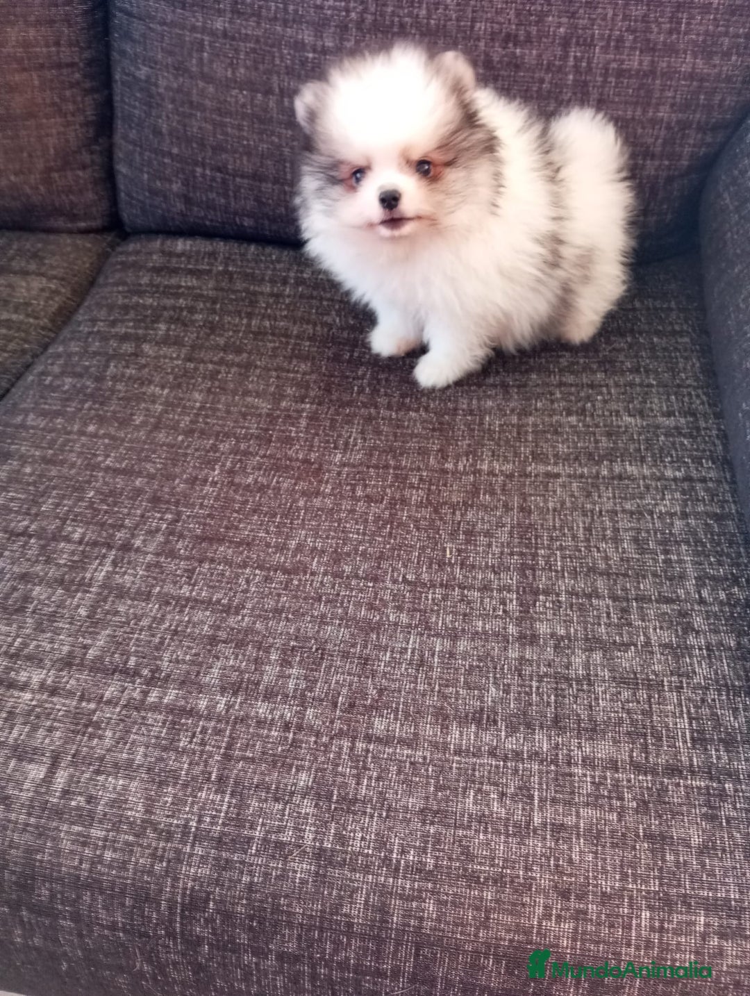 Pomerania perros en venta: Pomerania de Lulú - Imagen 3