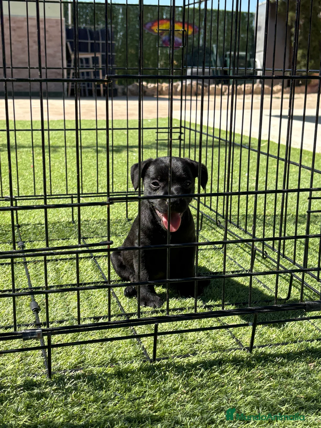 Jack Russell Terrier perros en venta: Patterdale terrier  - Anuncio 2