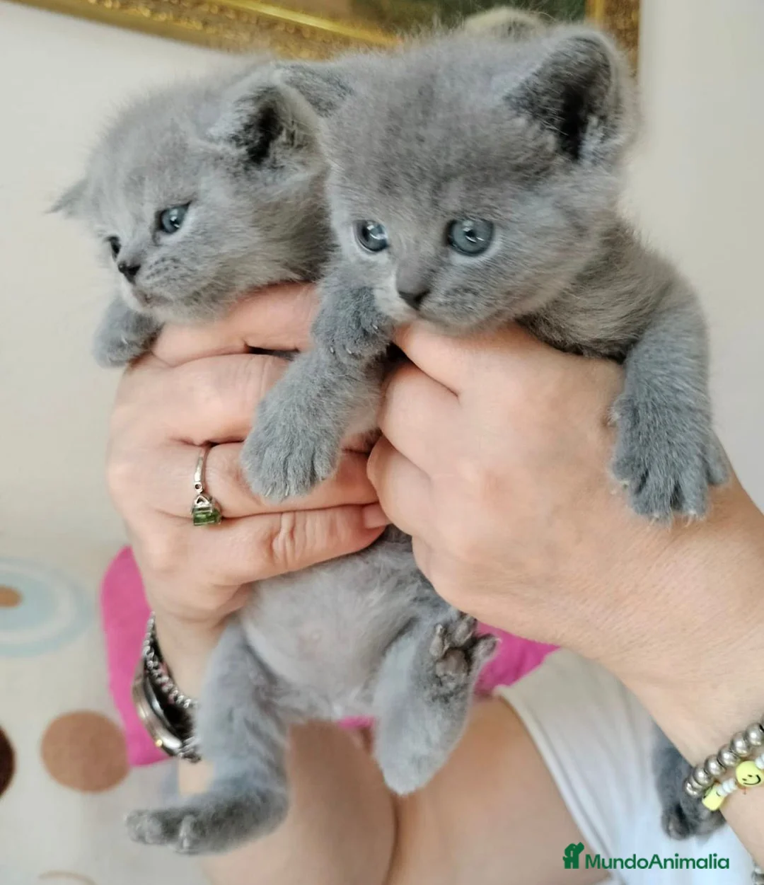 Scottish Fold gatos en venta: Camada de machos de Scotish blue - Anuncio 1