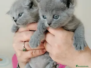 Scottish Fold gatos Camada de machos de Scotish blue - Anuncio 1