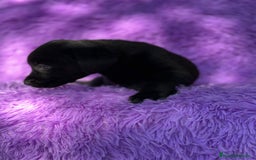 Labrador Retriever perros en venta: CAMADA DE LABRADOR RETRIEVER - Imagen 4