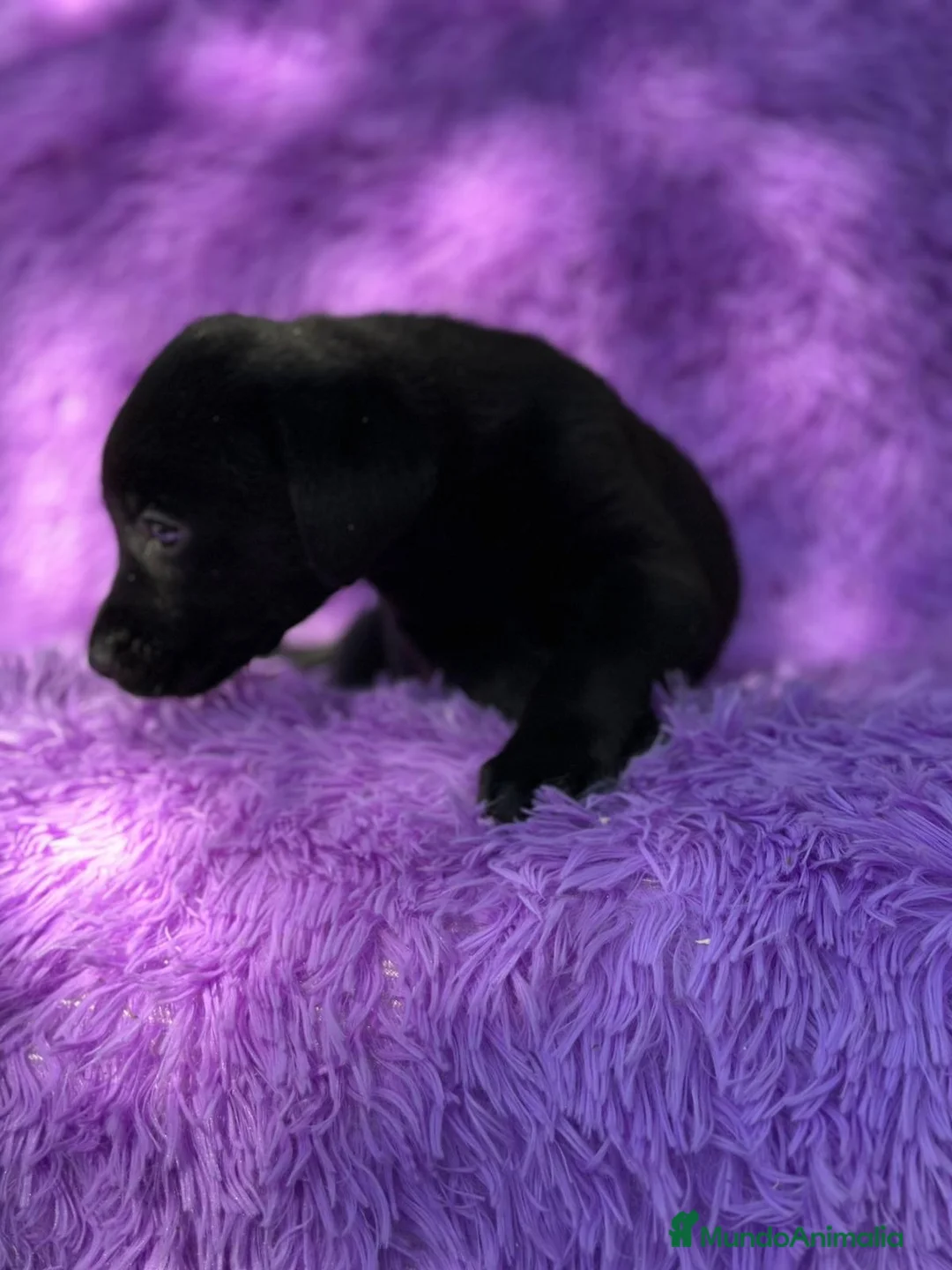 Labrador Retriever perros en venta: CAMADA DE LABRADOR RETRIEVER - Anuncio 4