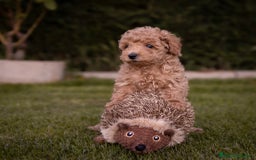 Caniche Toy perros en venta: Camada caniche Toy apricot - Imagen 1