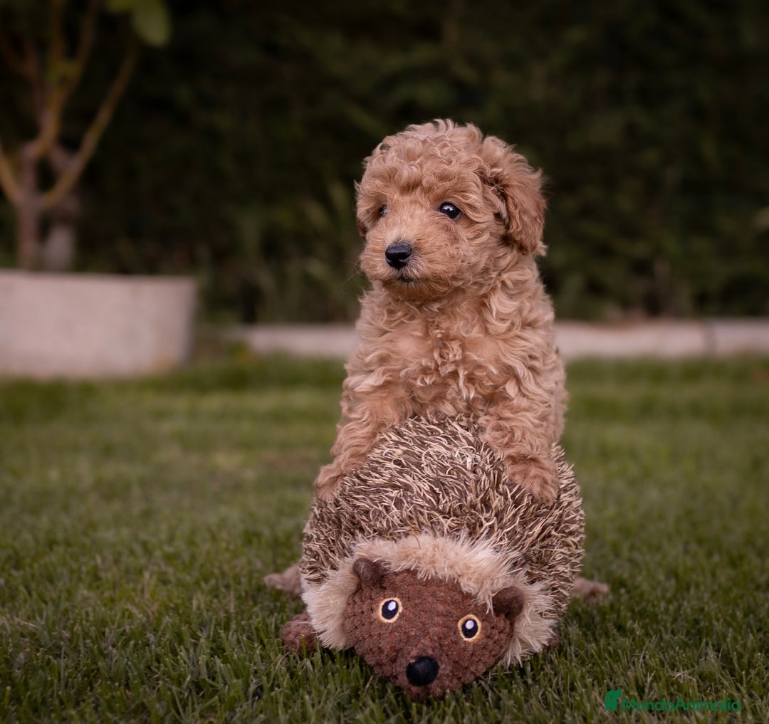 Caniche Toy perros en venta: Camada caniche Toy apricot - Imagen 1