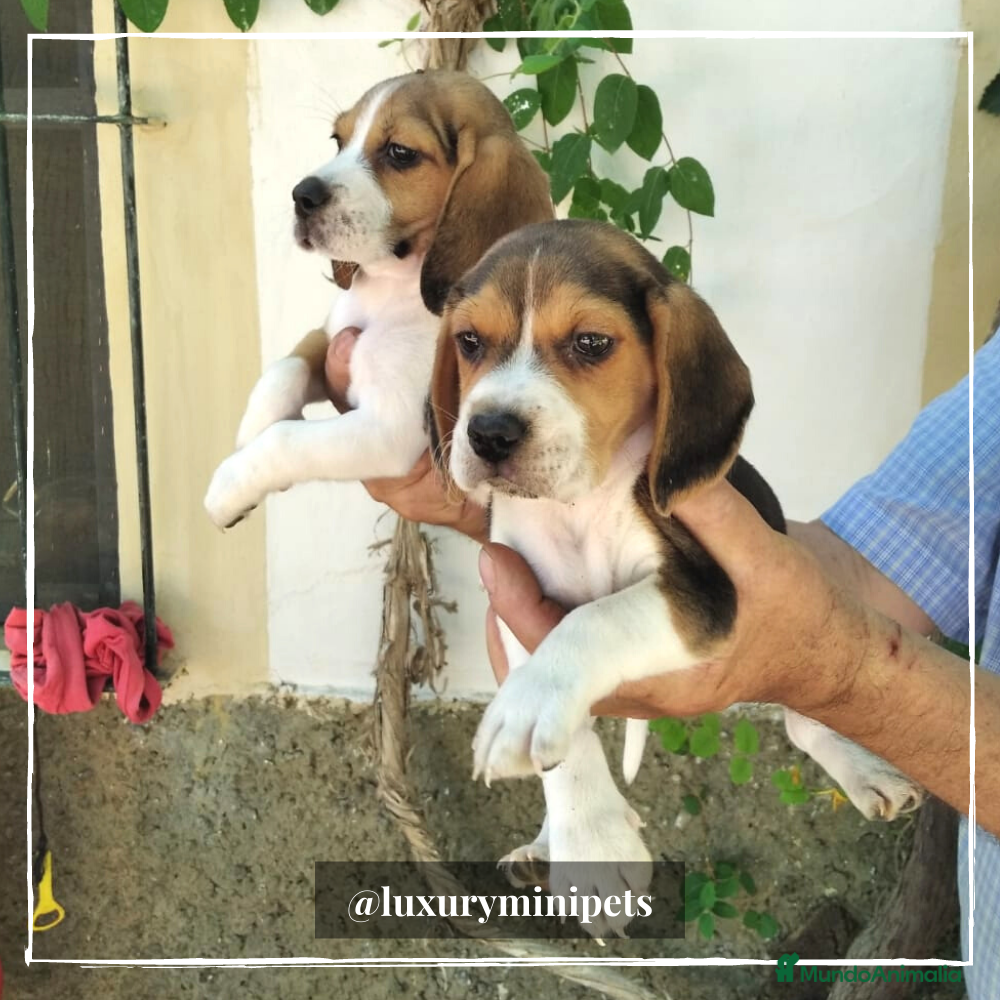 Beagle perros Camada de adorables Beagle en Madrid - Anuncio 4